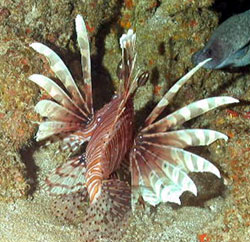 Lionfish